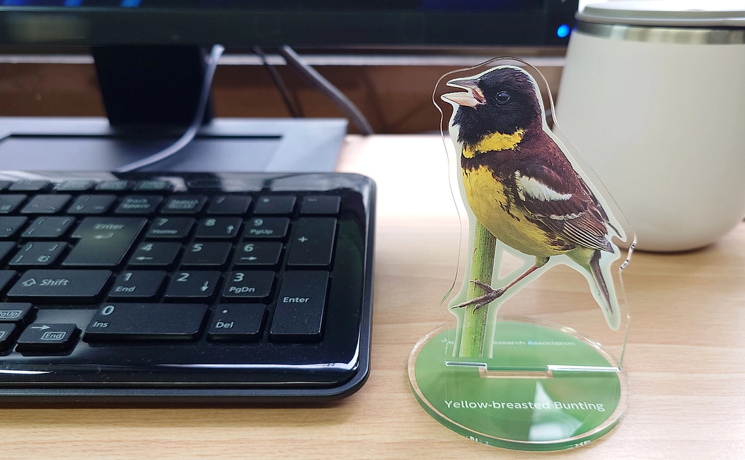 【5,500円】シマアオジが可愛いアクスタコース