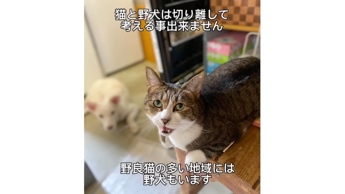 【1,400万円まであと33万円！】野犬捕獲とときどき猫。