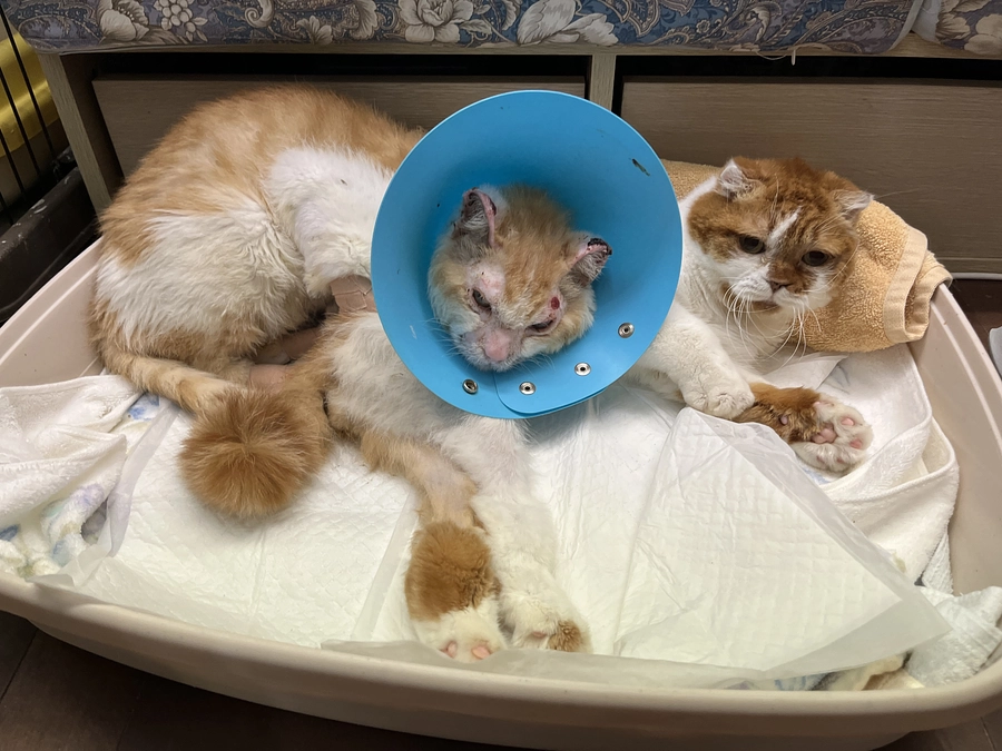 活動報告【2024.9.8】みーくん