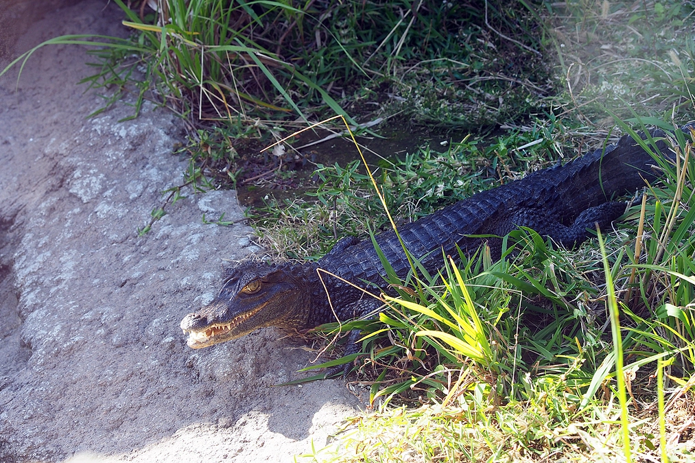 爬虫類担当のおおしろ飼育員に聞いてみた！