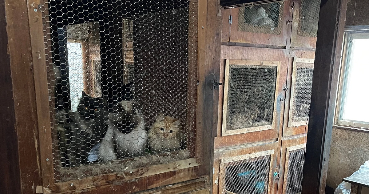 23頭 多頭飼育崩壊