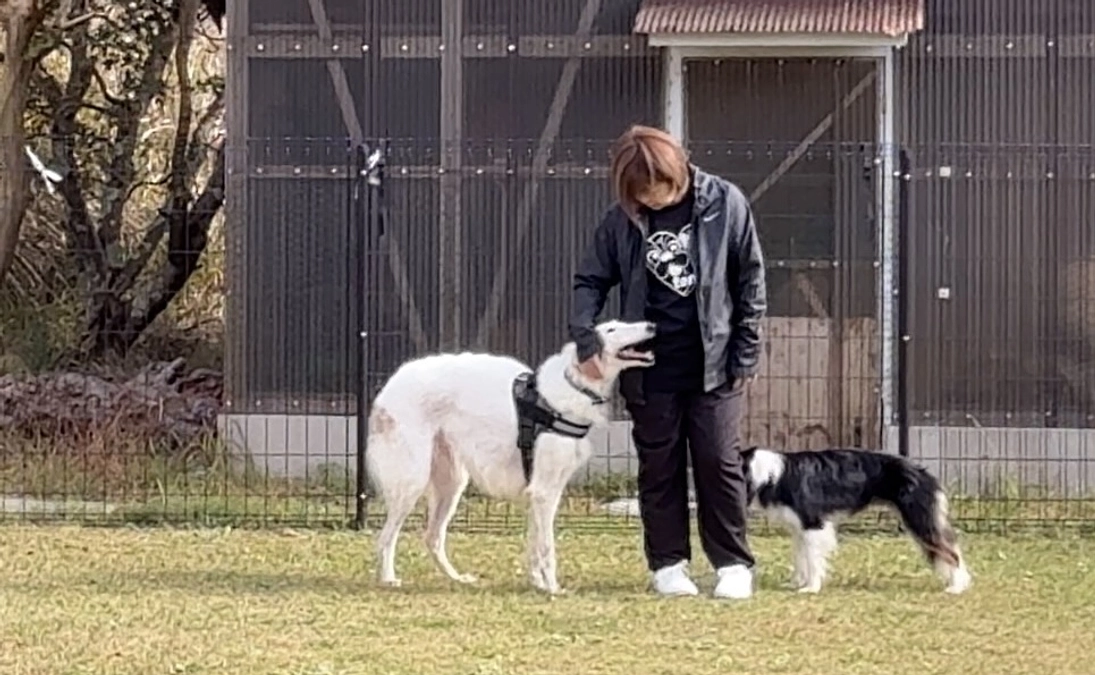 マメノキドックパーク譲渡会