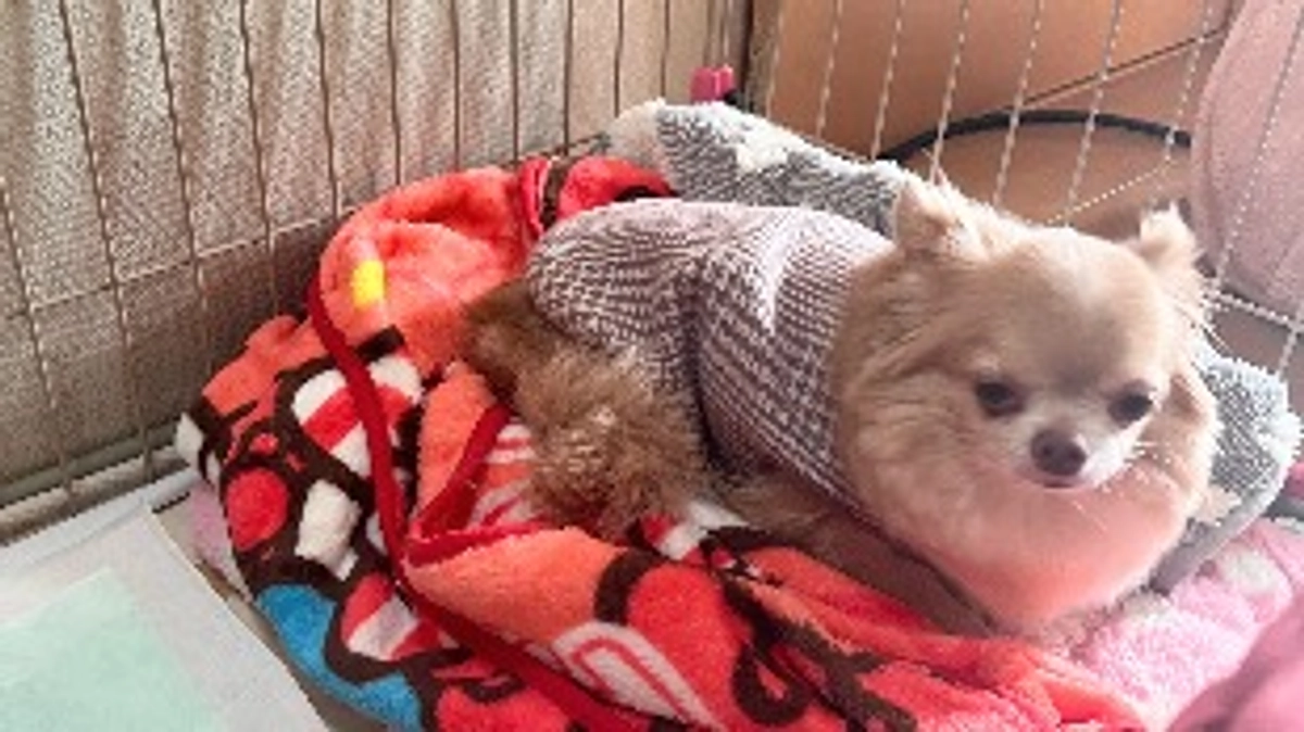 お腹の調子が悪いです