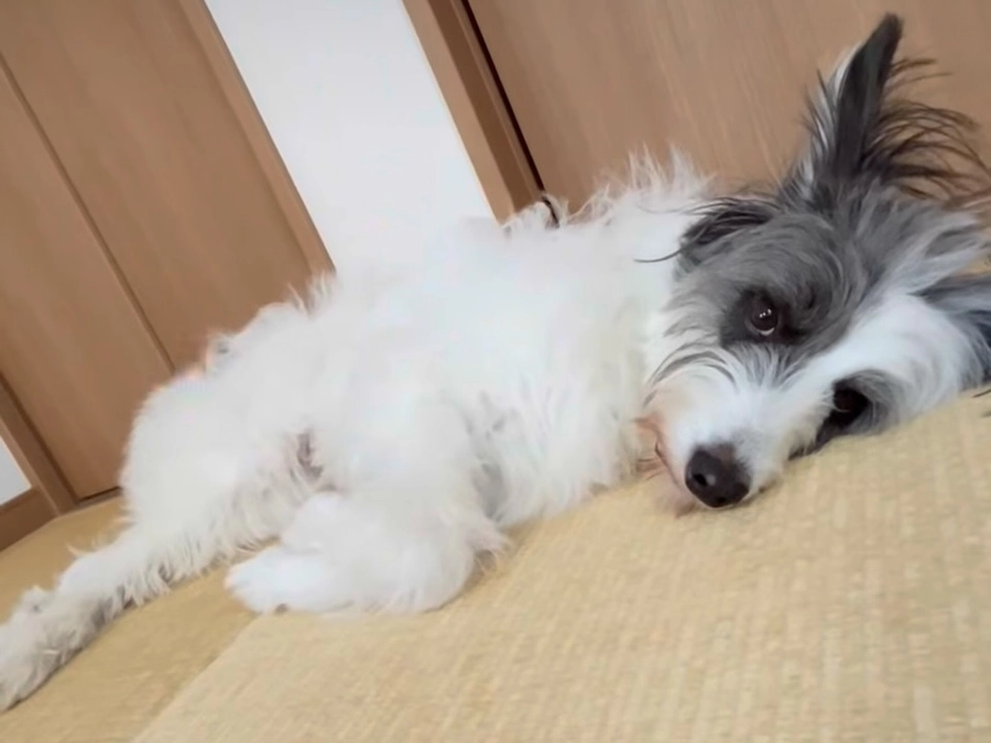 里親さまからのメッセージ　オレオのご家族より