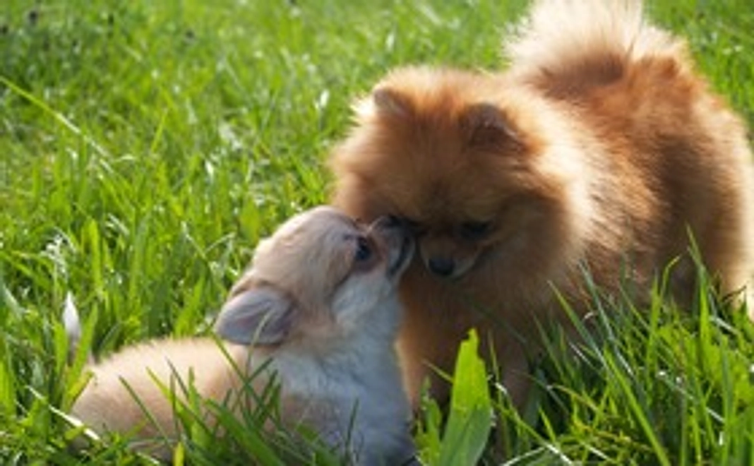 全力応援コースA