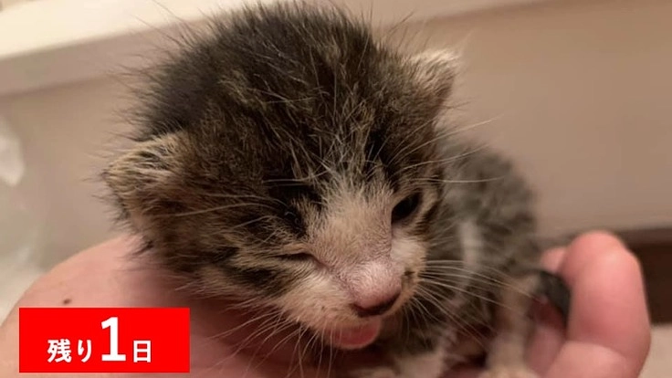 猫ちゃんを笑顔に！NOGをのびのび暮らせるカフェに！