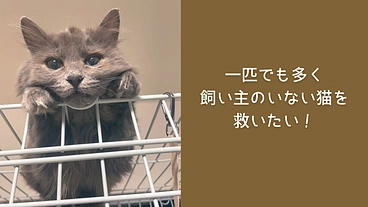地域猫ボランティアが激減！一匹でも多く救うため活動継続にご支援を！ のトップ画像