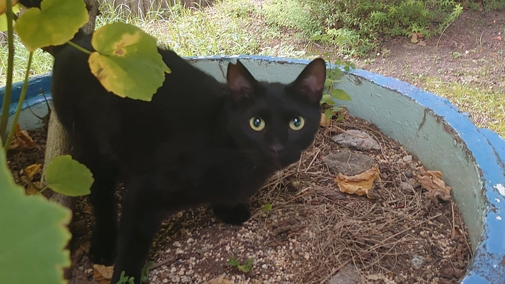 守りたい！必死で生きてる野良猫ちゃんのTNRとご飯の支援を！
