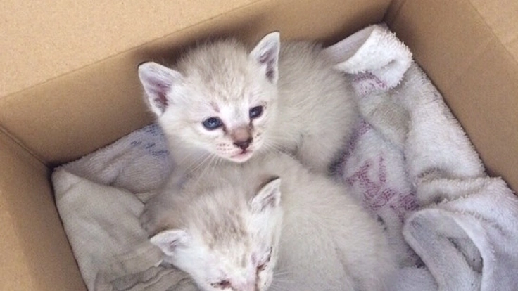 奈良で保護猫カフェをオープンし、猫の殺処分を減らしたい！