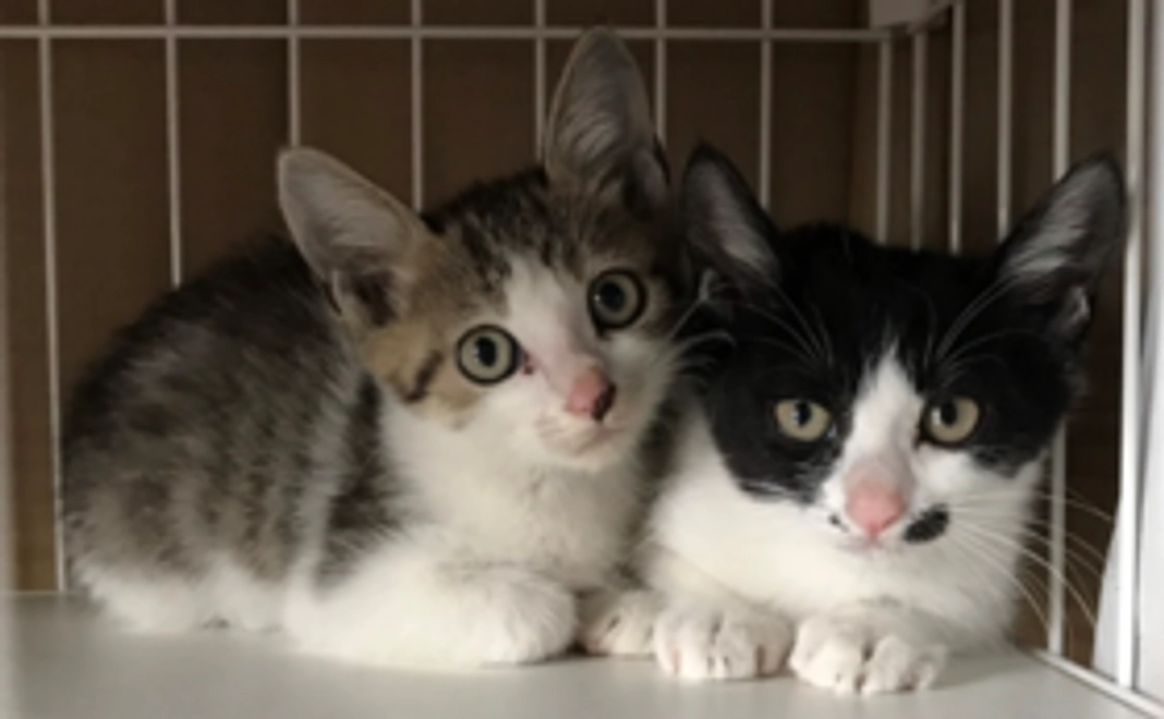 猫たちからの「THANK YOU!」お礼メール