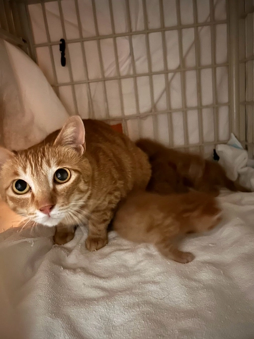 🚨通報により親子猫の緊急保護🚨