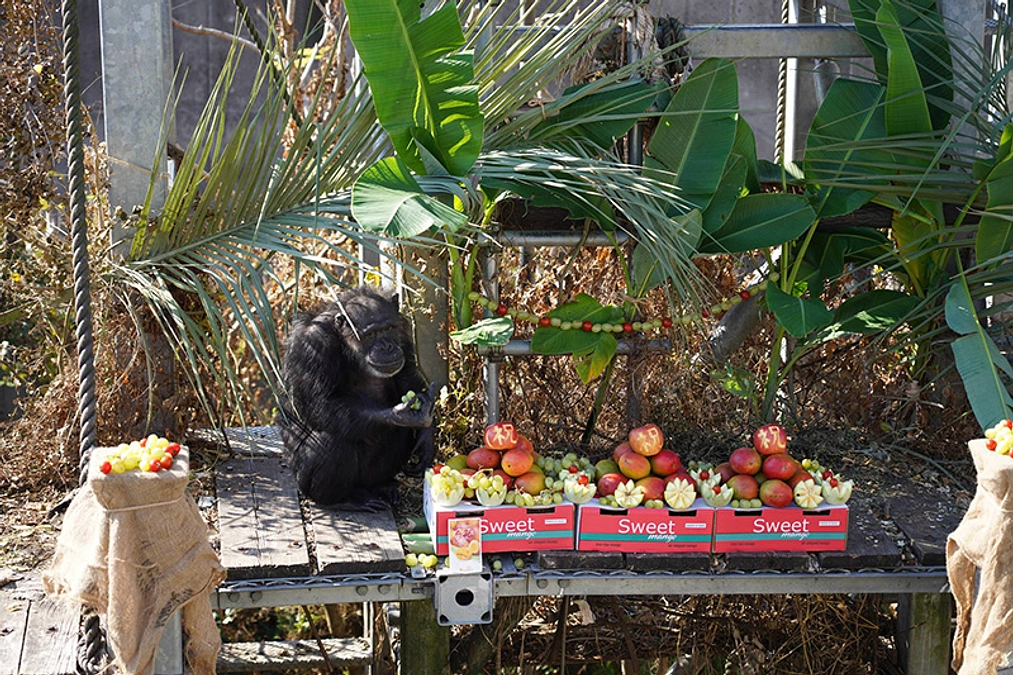 クミコ、キャンディー、アキナの快気祝い