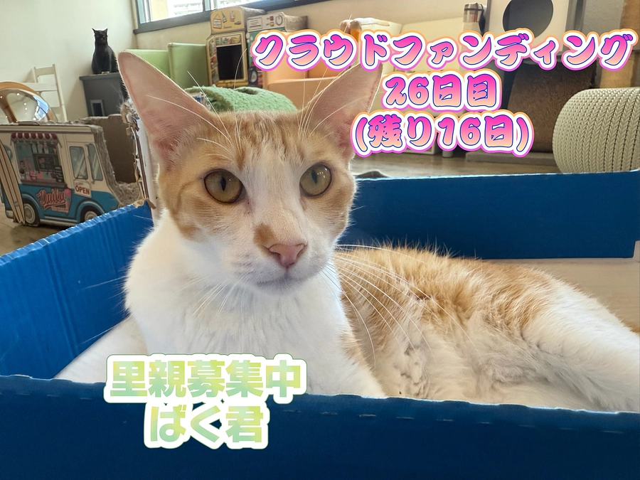 気分はいつでも大掃除