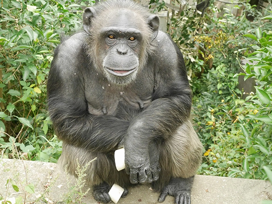 アキナの投薬、四苦八苦の話②