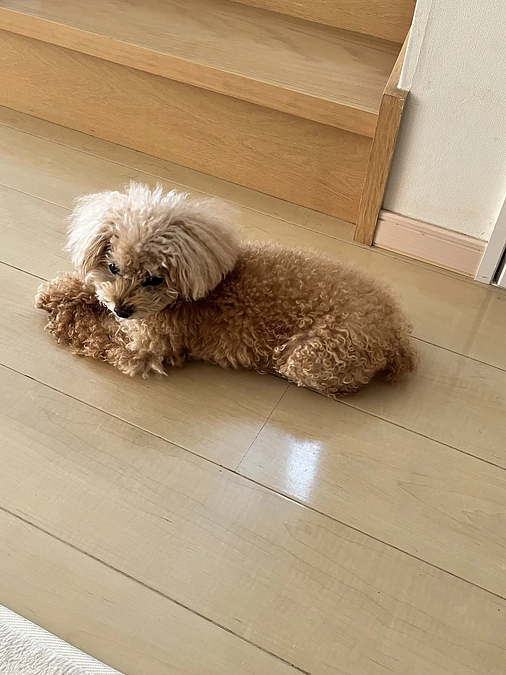 薬💊を増やして様子見です