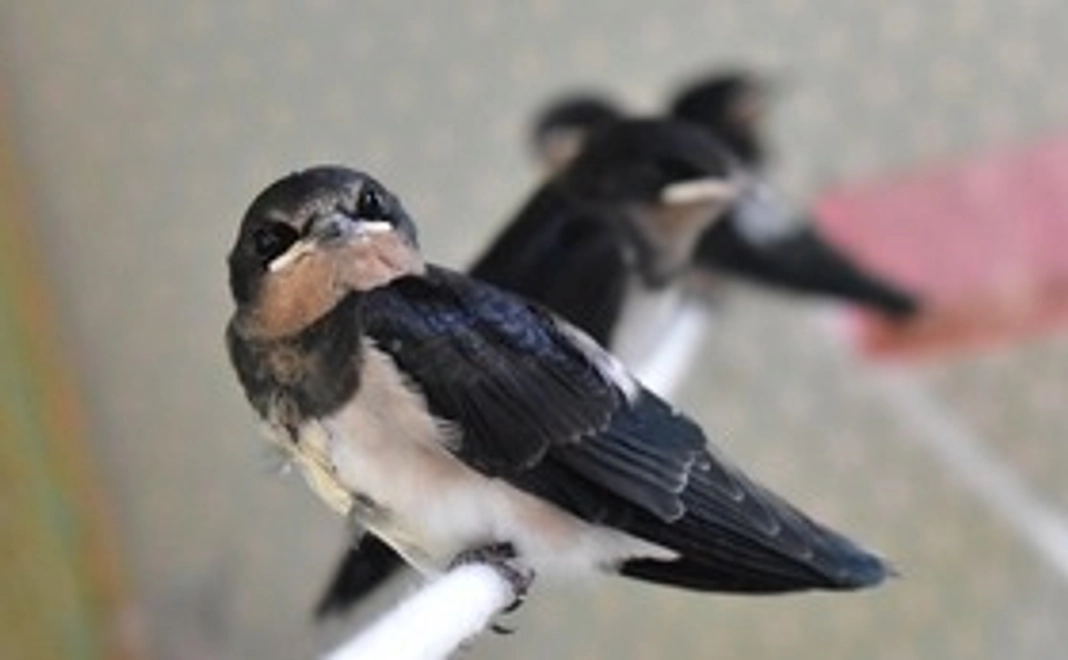 B：【リターン不要の方向け】お気持ちコース：1万円