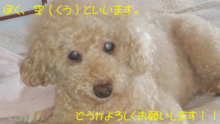 うつ病の私が唯一心の支えにしている愛犬の目に光を与えてください！