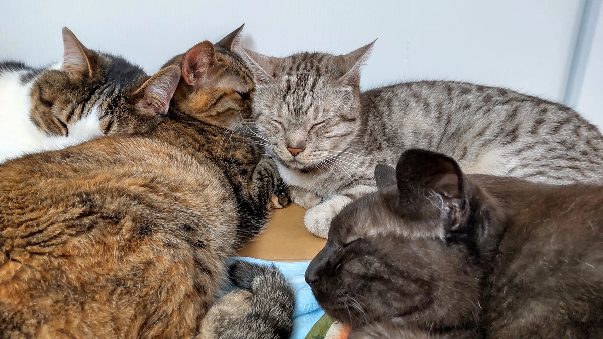 2023年5月・6月分医療費等～活動報告～