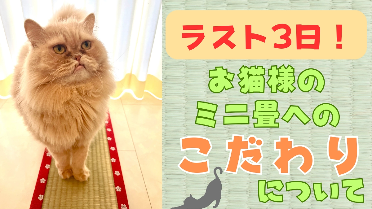【ラスト3日】お猫様専用ミニ畳へのこだわり