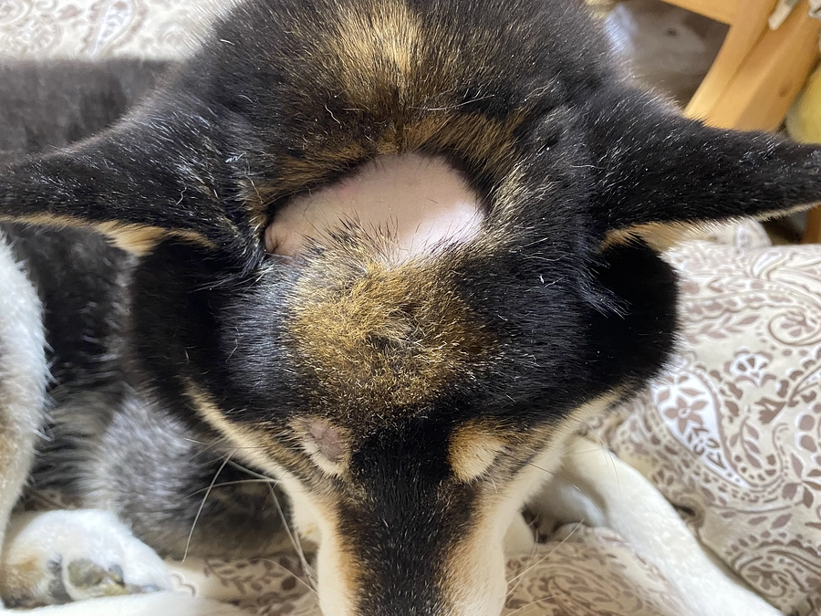 小鉄がおやつをねだった！