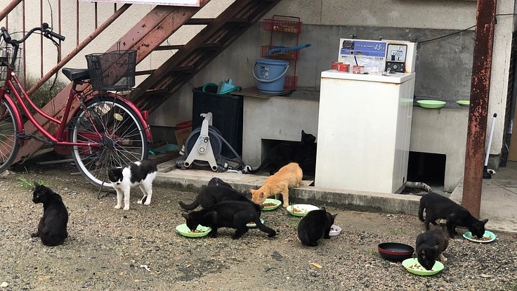 建替えを控えた古いアパートに住んでいる30頭の猫達を緊急で助けたい