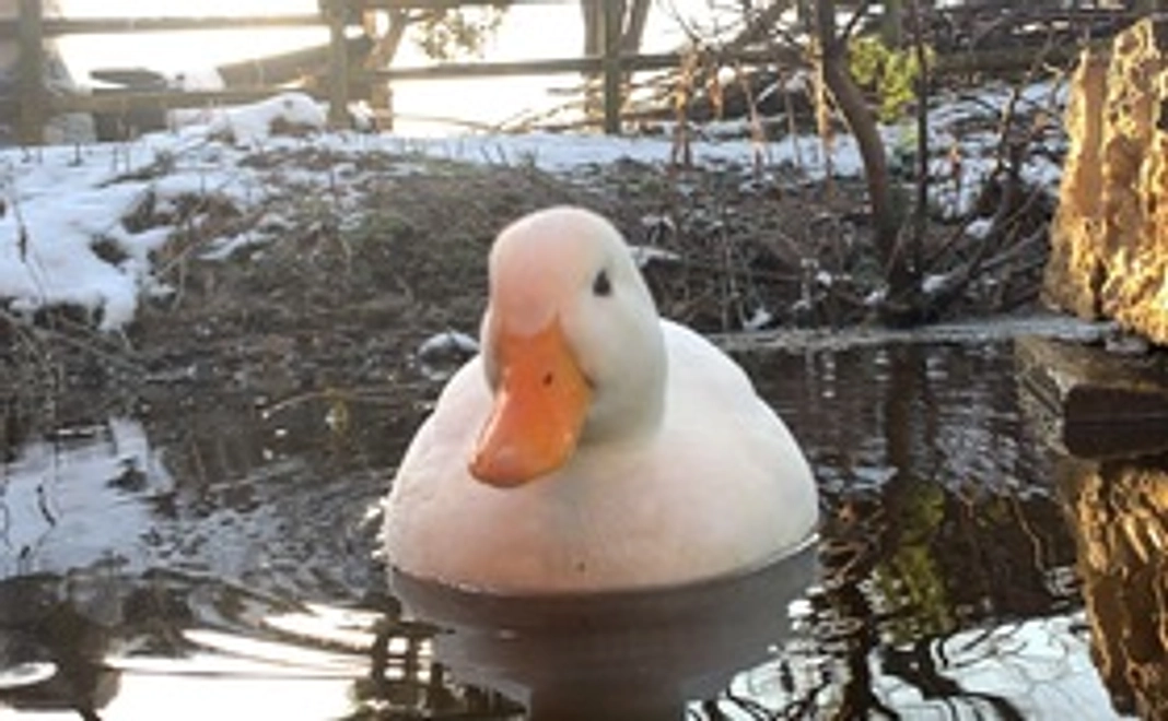 全力で応援！（5000円)