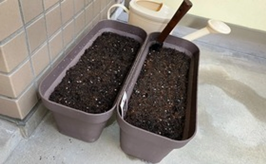 季節野菜のプレゼント