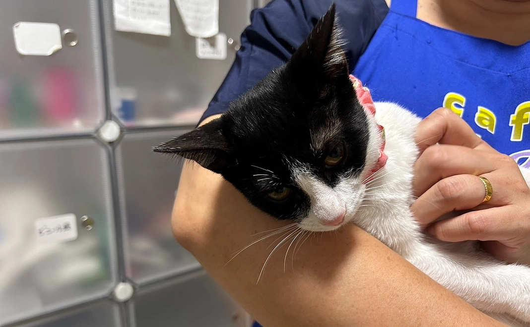 保護猫サポーターコース | 多くの命を救うために