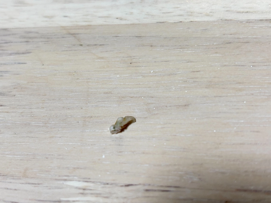 投薬治療を始めて55日目