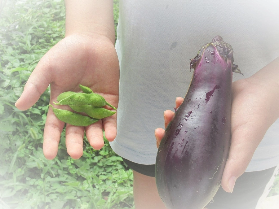 暑いぞ！畑部🥬　今日の収穫です🍆