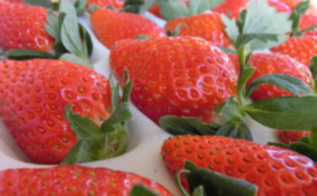 【追加！】とってもジューシーで糖度の高いよしみ苺お試しセット！