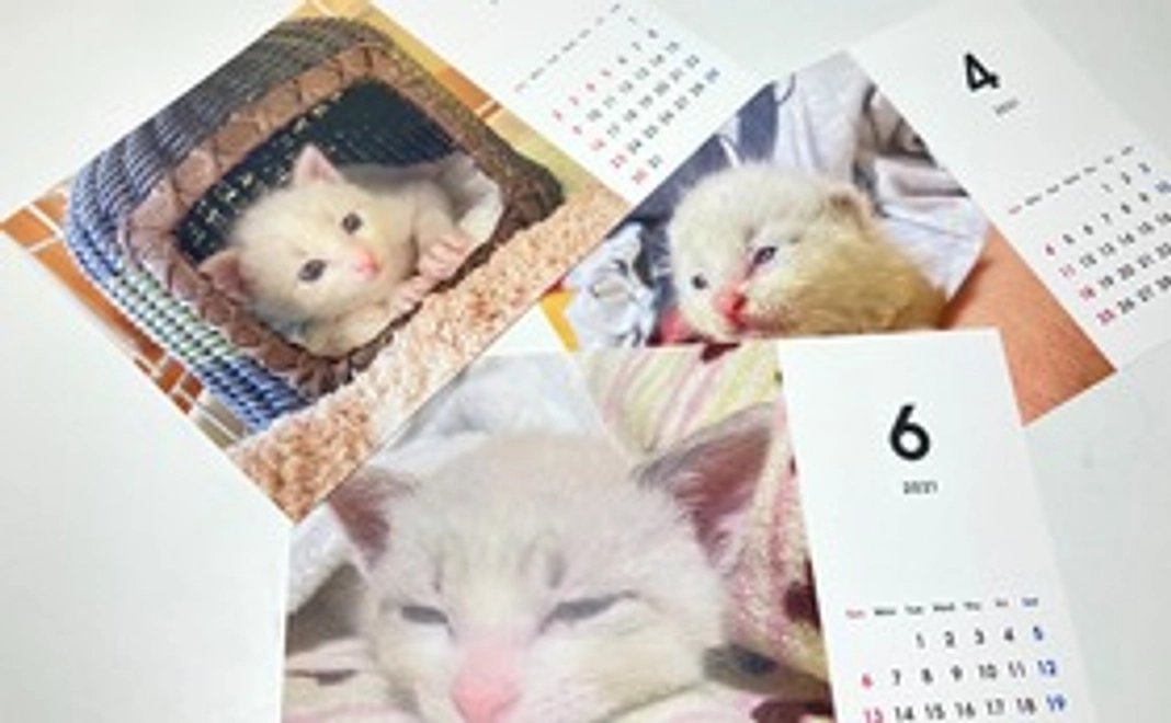 お礼のメールと「猫のしらす」卓上カレンダー（2個入）