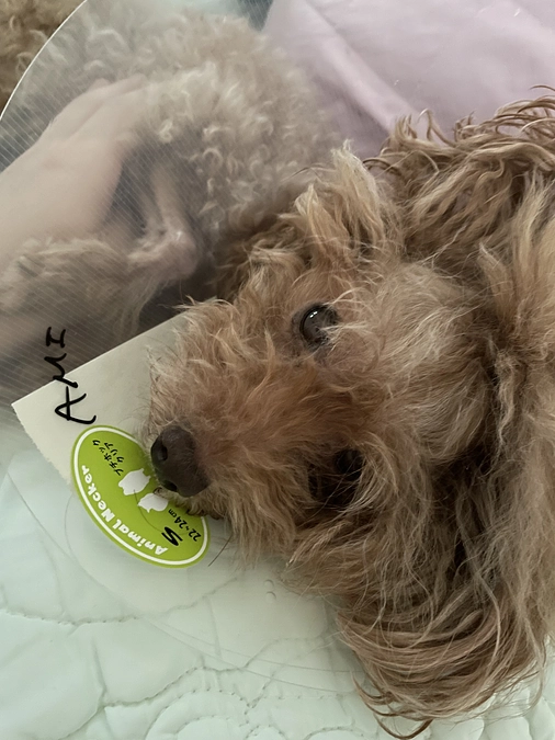 うーちゃんの経過観察