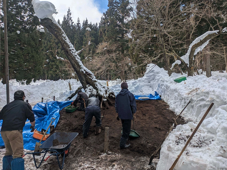 樹勢回復工事２年目