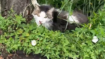 地域の猫ちゃん達を救いたい~負担の少ないシステムを目指して~ のトップ画像