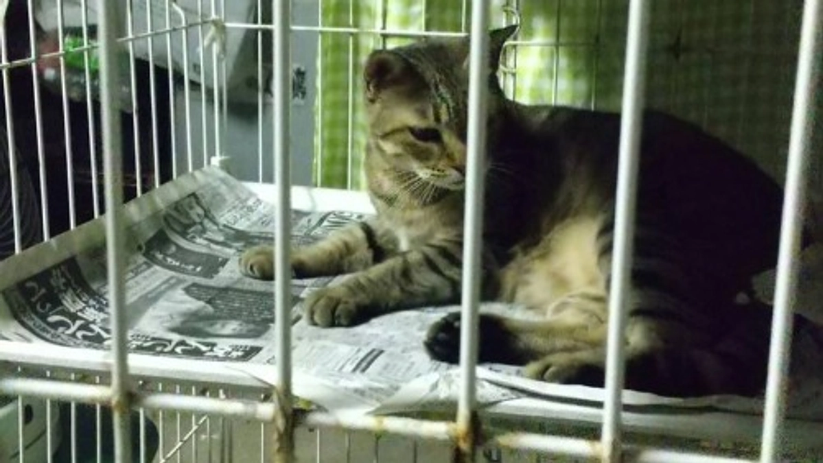 四国18頭のレスキューについて。