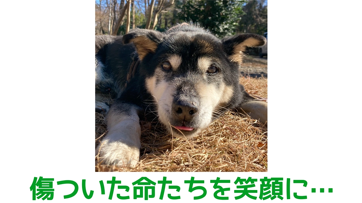 【どんな命も救いたい！】A.L.I.Sサポーター募集