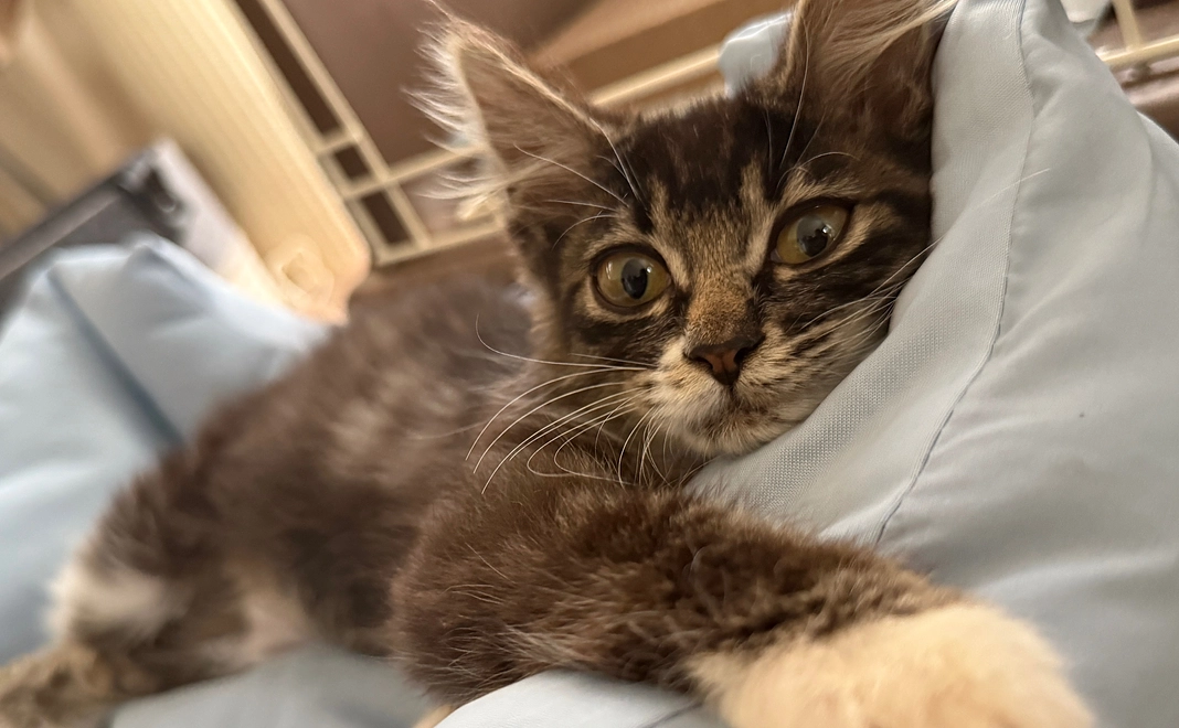 ジジ応援プラン 11