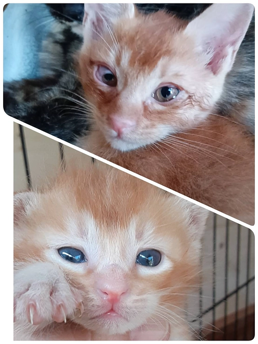 サビちゃん子供達④