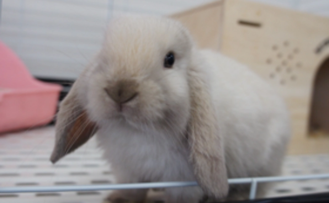 【お気軽支援コース】お礼メール+群馬サファリパーク特別クーポン