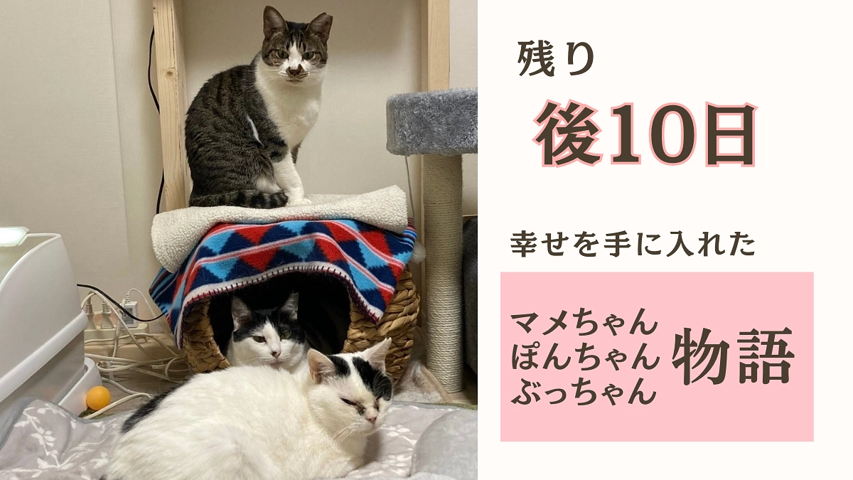 【残り10日】幸せをつかんだマメちゃん・ぽんちゃん・ぶっちゃんの物語