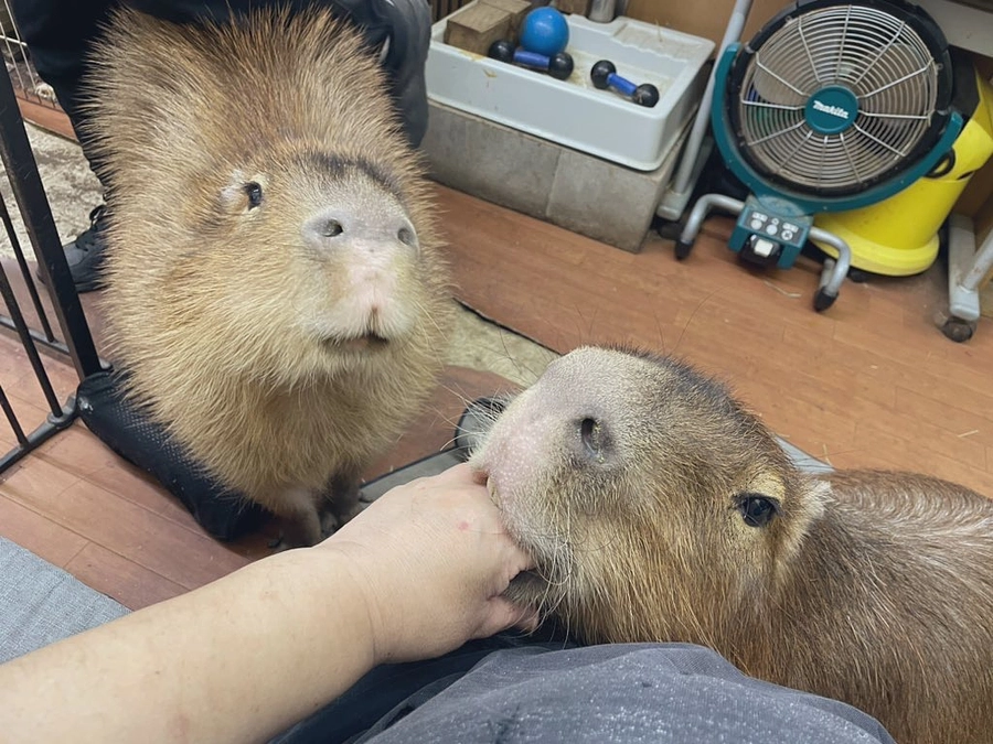 Please help support us for our precious family