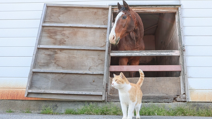 1頭1頭と向き合い続けるために。引退馬たちに安心安全な新厩舎建設へ 3枚目