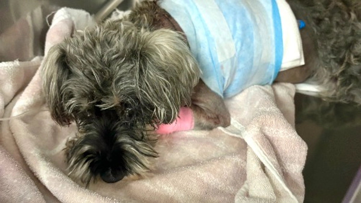 ロイの手術が終わりました。