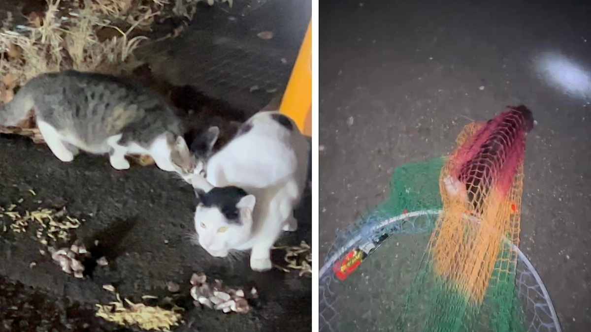 ショッピングモールにいる野犬と野良猫たちが増え続けてしまってい状況。捕獲に動きます。