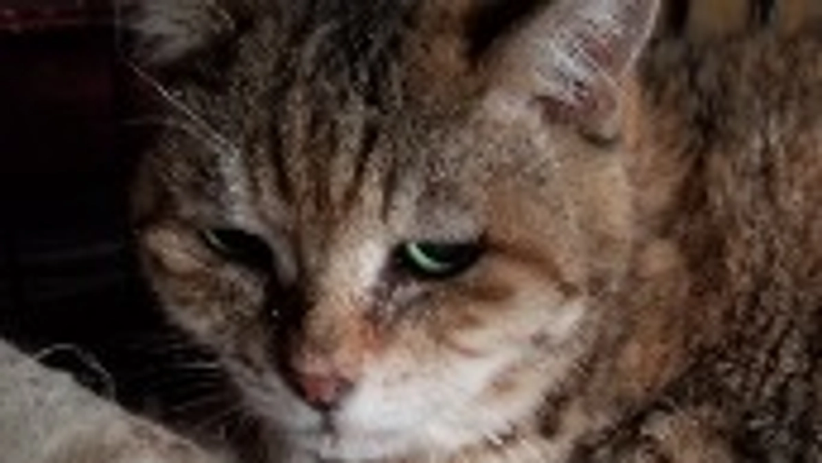 しゃーとチャー