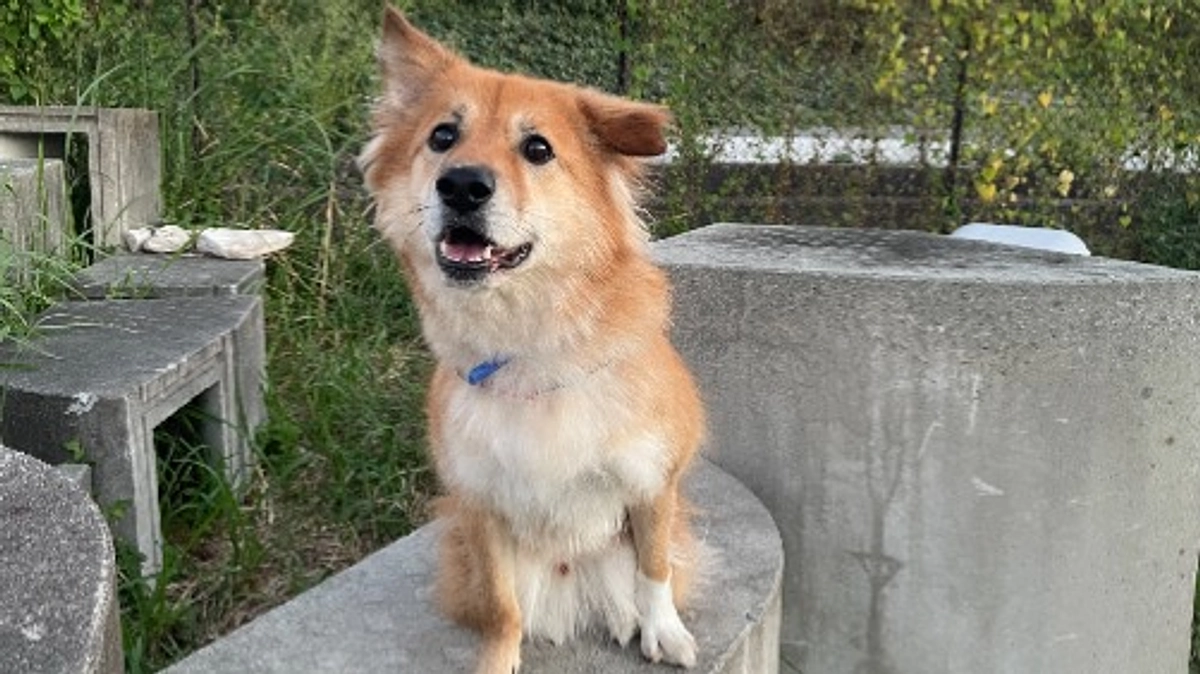 笑吉（しょうきち）くん5歳のお誕生日を迎えました！