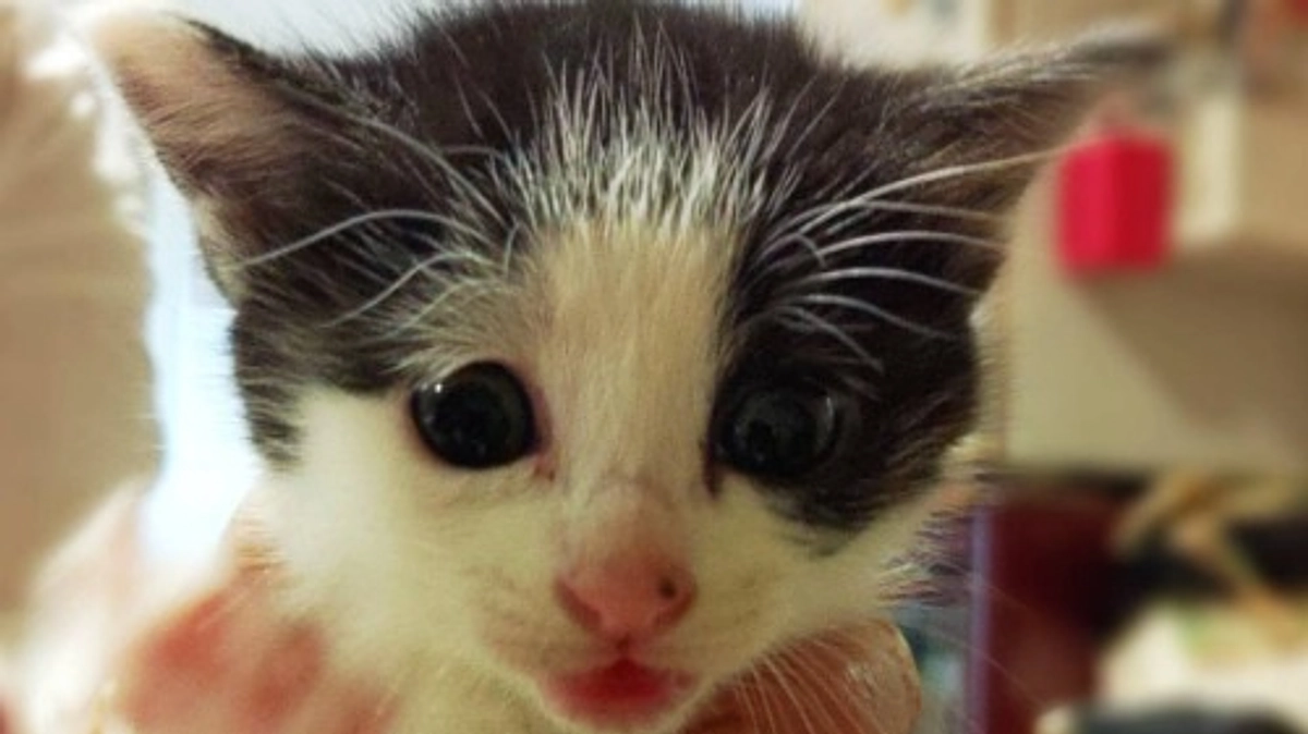 クラウドファンディング開始のご報告と御礼