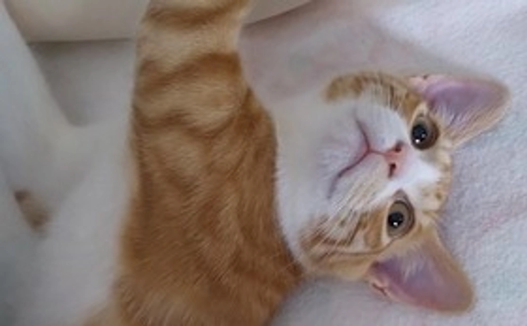 ヂュンペイ画像2枚コース