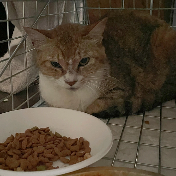 先日保護した子猫の母猫も無事保護